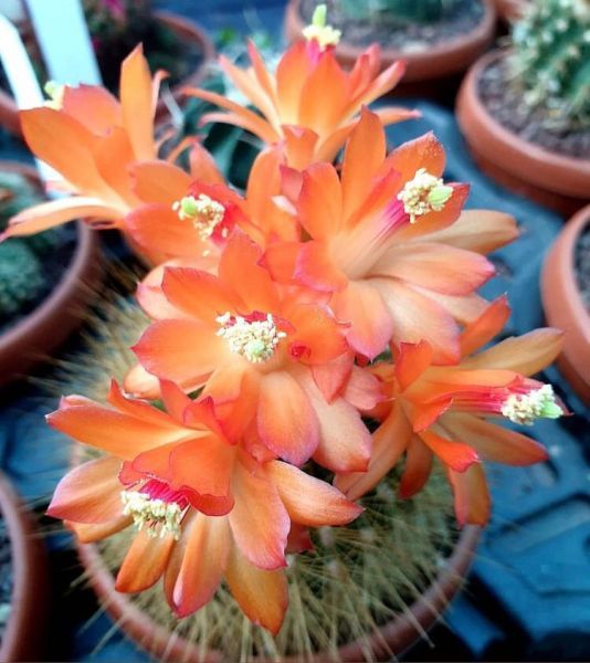 Matucana weberbaueri (Матукана Вебербауэра)