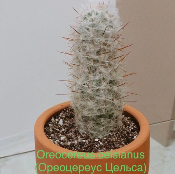 Oreocereus celsianus (Ореоцереус Цельса)