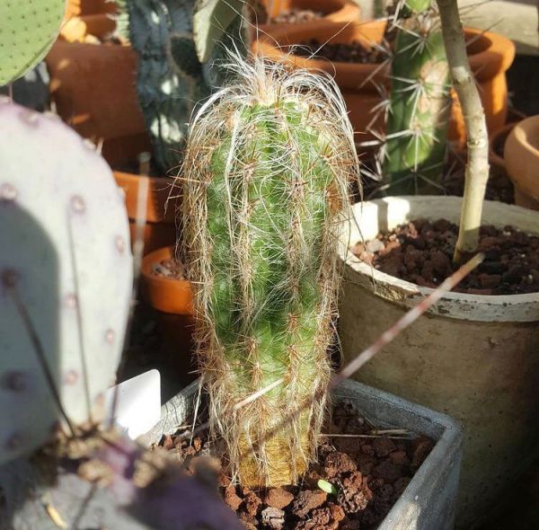 Oreocereus fossulatus (Ореоцереус каменный)