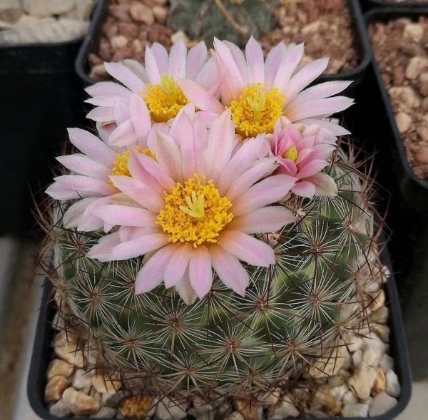 Pediocactus simpsonii (Педиокактус Симпсона)