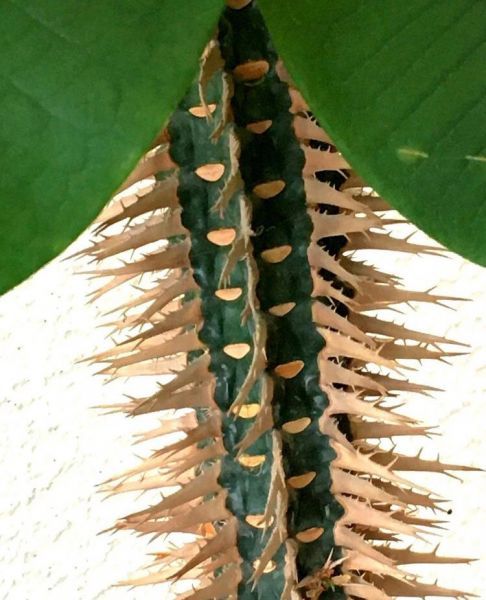 Euphorbia viguieri (Эуфорбия Вигиери)