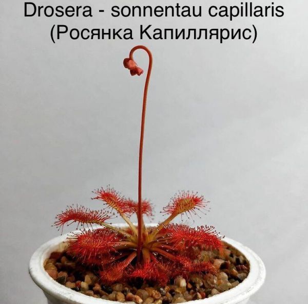 Drosera - sonnentau capillaris (Росянка Капиллярис)