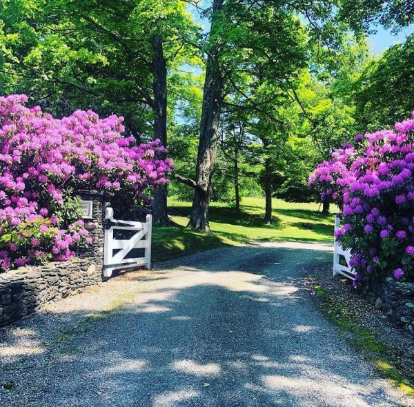 Rhododendron catawbiense (Рододендрон кэтевбинский)