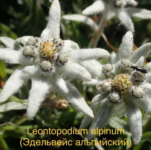 Leontopodium alpinum (Эдельвейс альпийский)