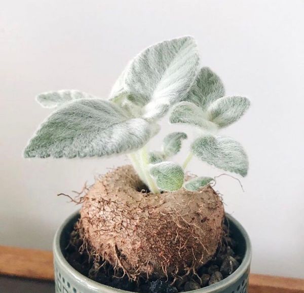 Sinningia, Rechsteineria leucotricha (Синнингия белоопушенная)