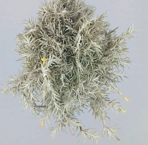 Tillandsia capillaris (Атмосферная тилландсия капилярная)