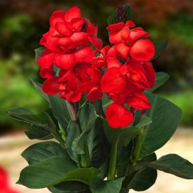 Канна Happy Carmen (низкорослая)
