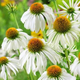 Эхинацея Purpurea White Swan