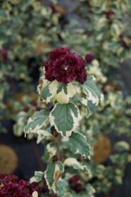 Гибискус Purpureus Variegatus