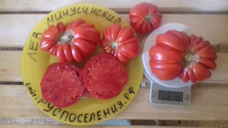 Томат Лев Минусинский
