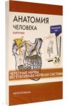 Анатомия человека.Черепные нервы. Карточки (26 шт) / Сапин Михаил Романович, Николенко Владимир Николаевич, Тимофеева М. О.