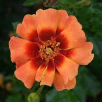 Бэбилон Айс Флейм (Flame Babylon Eyes)