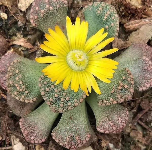 Titanopsis fulleri (Титанопсис Фyллеpа)