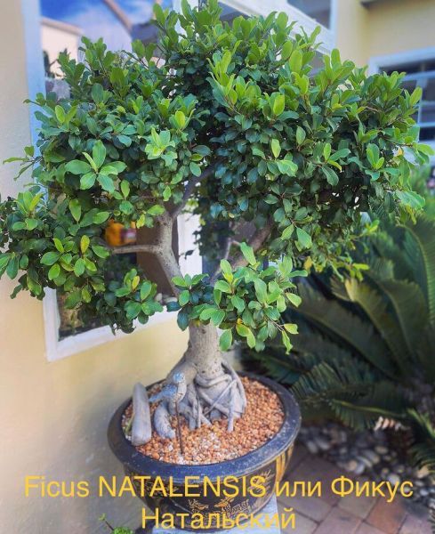 Ficus NATALENSIS или Фикус Натальский