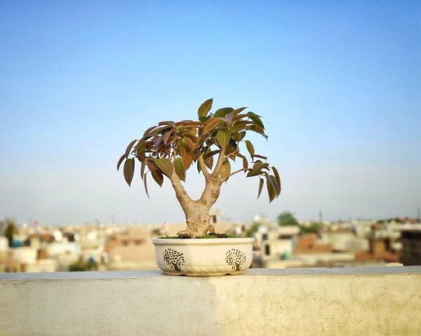 Ficus INFECTORIA или Фикус Красильный