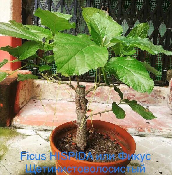 Ficus HISPIDA или Фикус Щетинистоволосистый