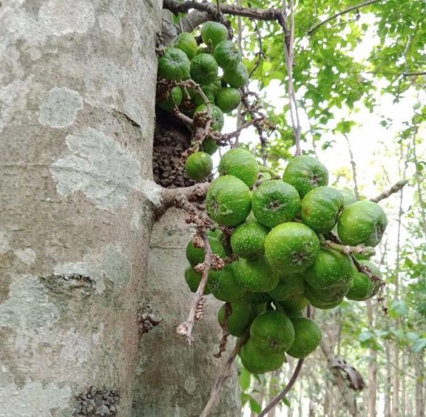 Ficus HISPIDA или Фикус Щетинистоволосистый
