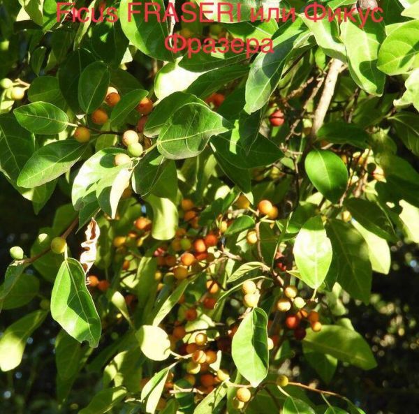 Ficus FRASERI или Фикус Фразера