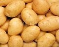 КАРТОФЕЛЬ АССОЛЬ РС1, 2 кг