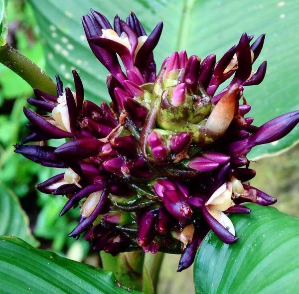 Calathea LATIFOLIA или Калатея Широколистная