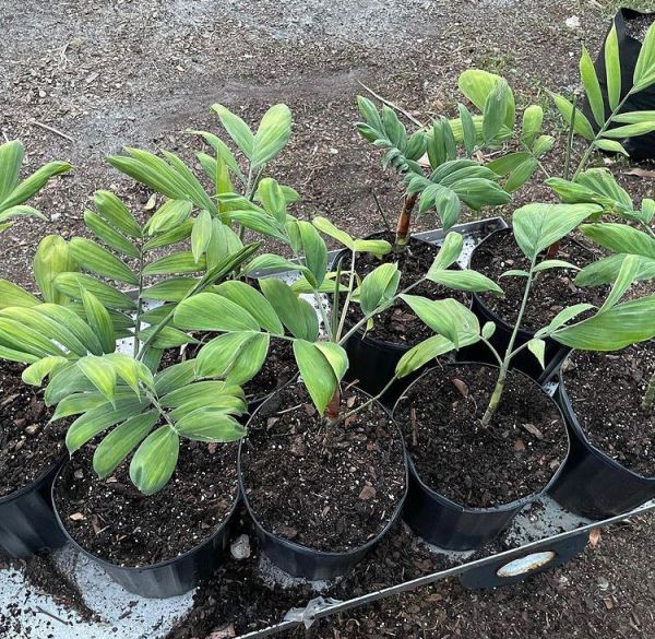 Chamaedorea ADSCENDENS или Хамедорея Одноцветная