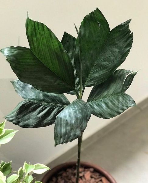 Chamaedorea METALLICA или Хамедорея Металлика