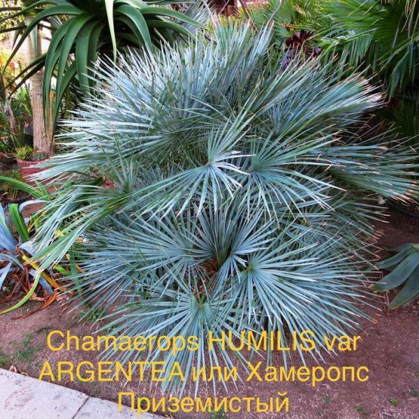 Chamaerops HUMILIS var ARGENTEA или Хамеропс Приземистый