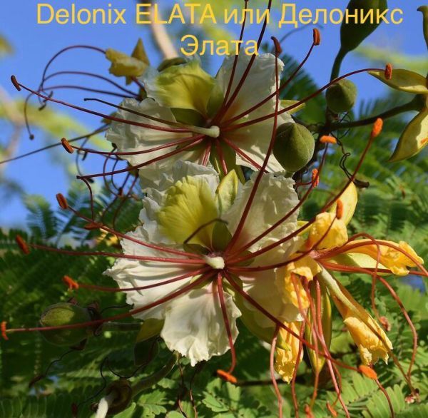 Delonix ELATA или Делоникс Элата