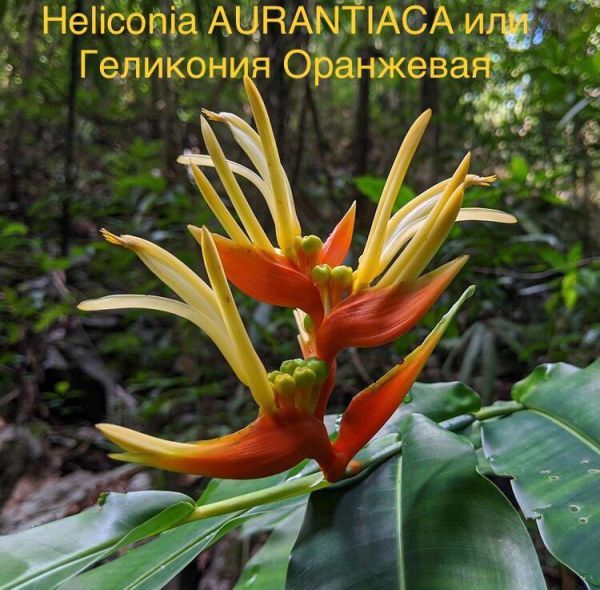 Heliconia AURANTIACA или Геликония Оранжевая