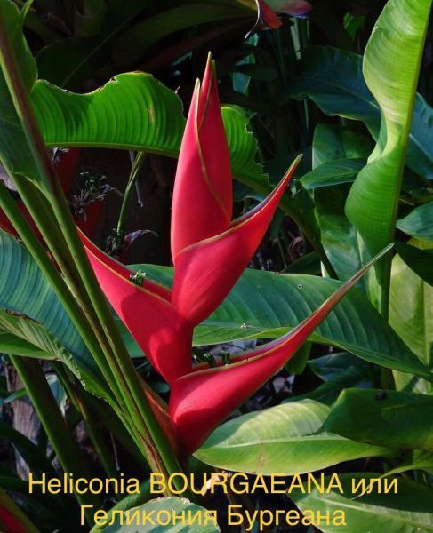 Heliconia BOURGAEANA или Геликония Бургеана