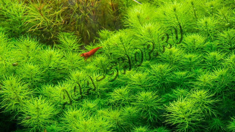 Перистолистник Гуайана (Myriophyllum sp. Guinea)