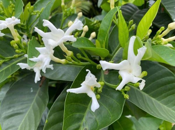 Tabernaemontana ELEGANS или Табернемонтана Элегантная