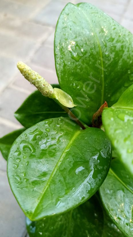 Антуриум лазящий