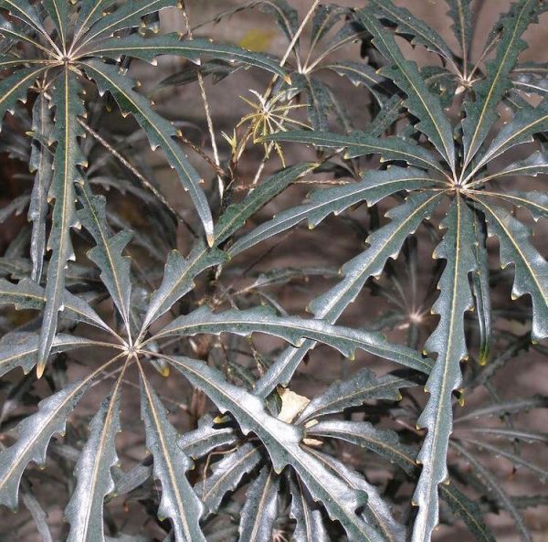 Дизиготека