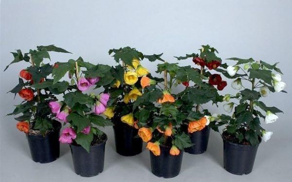 Абутилон смесь