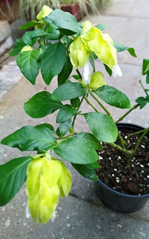 Белопероне