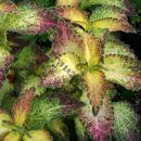 519   колеус Glenis