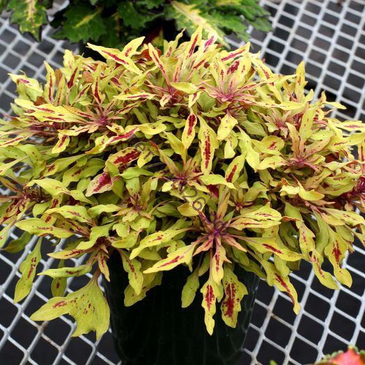 251 колеус Zooey