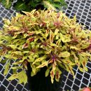 251 колеус Zooey