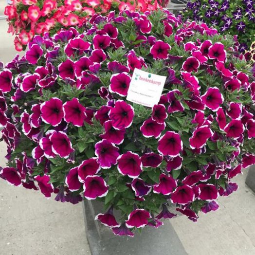 Петуния Каскадиас Рим черри