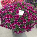 Петуния Каскадиас Рим черри