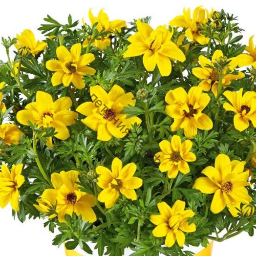 биденс Sunshine Double