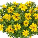 биденс Sunshine Double