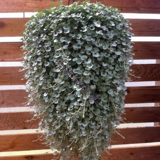 Дихондра Сильвер Фоллс