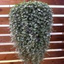 Дихондра Сильвер Фоллс