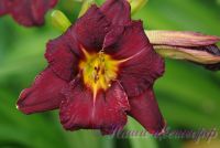 Лилейник 'Блэк Стокингс' / Hemerocallis 'Black Stockings'