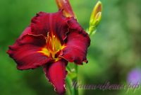 Лилейник 'Блэк Эммануэль' / Hemerocallis 'Black Emanuelle'