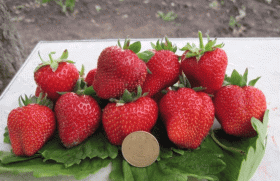 Вима Рина саженцы клубники  (Vima Rina Strawberry)10шт
