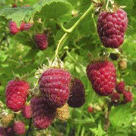 Глен Файн  малина (Glen Fyne  Raspberry)