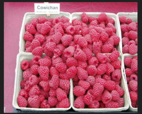 Ковичан малина (Cowichan Raspberry)